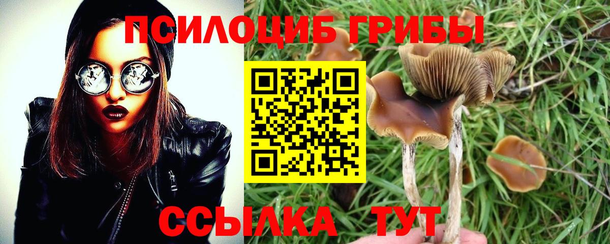 Псилоцибиновые грибы мицелий Гулькевичи